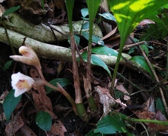 Acanthophippium striatum