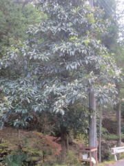 Eriobotrya japonica