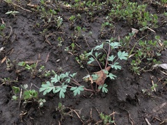 Corydalis glaucescens