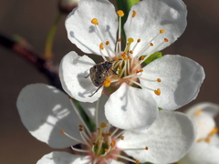 Megabruchidius dorsalis