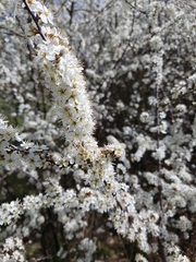 Prunus spinosa