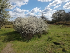 Prunus spinosa
