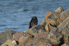 Phalacrocorax featherstoni