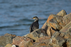 Phalacrocorax featherstoni