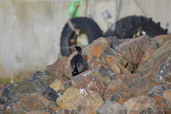 Phalacrocorax featherstoni
