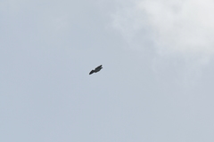 Hemiphaga chathamensis