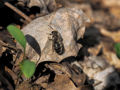 Osmia bicolor