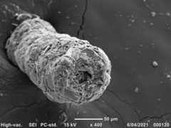 Scherochorella moniliformis