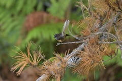 Rhipidura fuliginosa penita