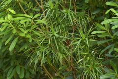 Dracophyllum arboreum
