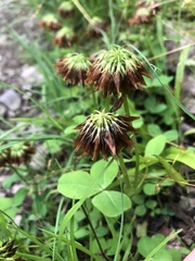 Trifolium stoloniferum
