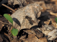 Osmia bicolor