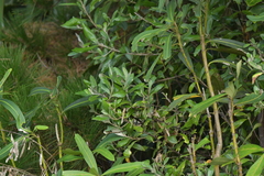 Corokia macrocarpa