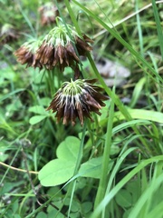Trifolium stoloniferum