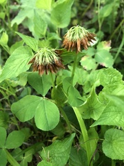 Trifolium stoloniferum