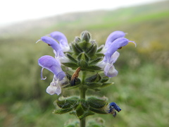 Salvia verbenaca