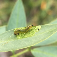 Adurgoa gonagra