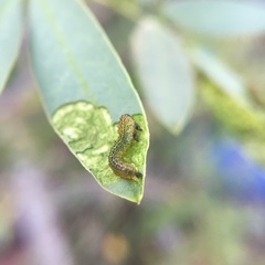 Adurgoa gonagra