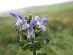 Salvia verbenaca