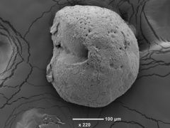 Cibicidoides dispars