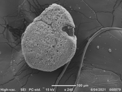 Cibicidoides dispars