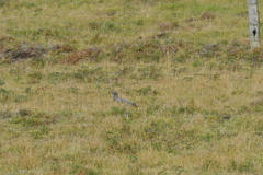 Hemiphaga chathamensis