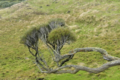 Dracophyllum arboreum