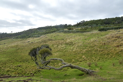 Dracophyllum arboreum