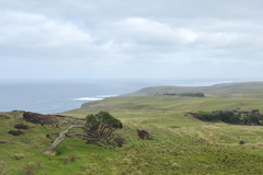 Dracophyllum arboreum