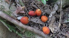 Ficus destruens