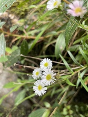 Erigeron morrisonensis