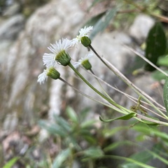 Erigeron morrisonensis
