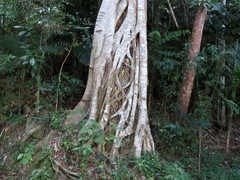 Ficus destruens