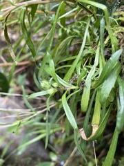 Erigeron morrisonensis