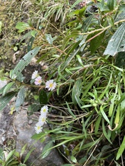Erigeron morrisonensis