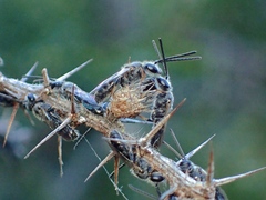 Lipotriches submoerens