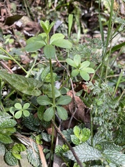 Galium echinocarpum