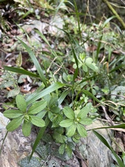 Galium echinocarpum
