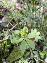 Galium echinocarpum