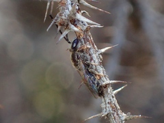 Lipotriches submoerens