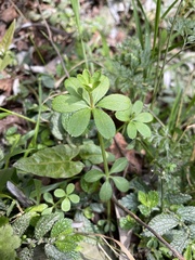 Galium echinocarpum