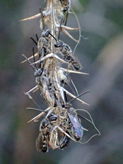 Lipotriches submoerens