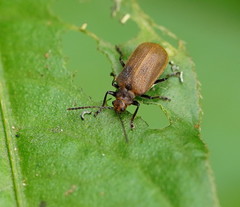 Galerucella placida