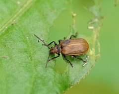 Galerucella placida