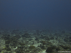 Carcharhinus albimarginatus