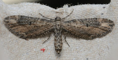 Eupithecia subapicata