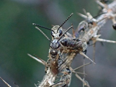 Lipotriches submoerens