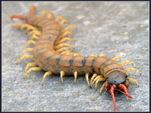 Mediterranean Banded Centipede