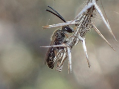 Lipotriches submoerens