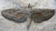 Eupithecia unicolor